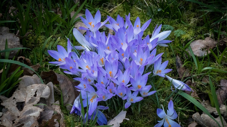 A close-up shot of lilac crocuses amongst lush, green, spring grass.